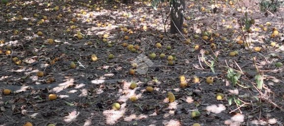 Terreno en Campofelice di Roccella, Italy 5900 m² No. 275412 20