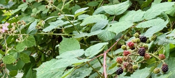 Земельный участок в Бонсдорф, Германия № 308751 6