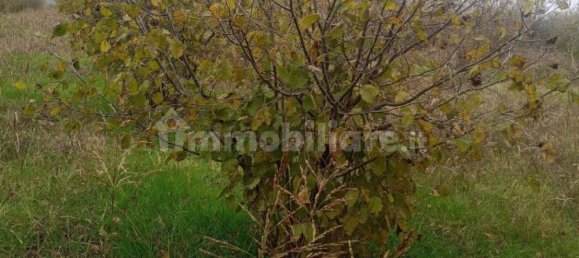 100000m² Land in Felizzano, Italy No. 256180 10