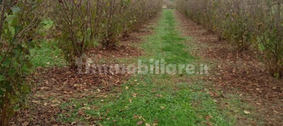 100000m² Land in Felizzano, Italy No. 256180 3