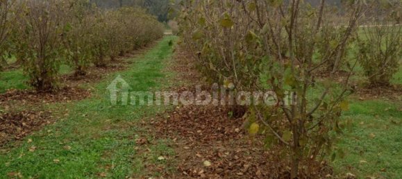 100000m² Land in Felizzano, Italy No. 256180 6