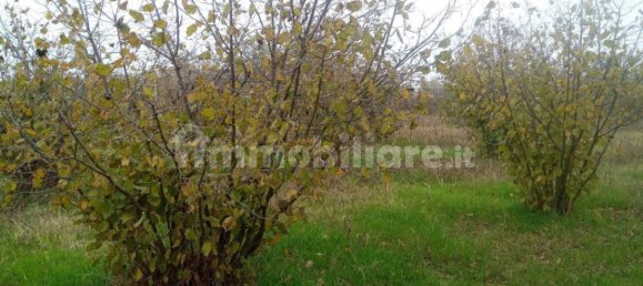100000m² Land in Felizzano, Italy No. 256180 7