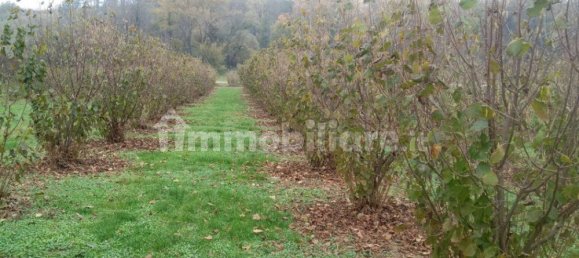 100000m² Land in Felizzano, Italy No. 256180 4