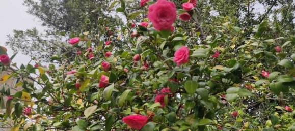 3-Zimmer Villa in Roccapiemonte, Italy, Nr. 292552 6