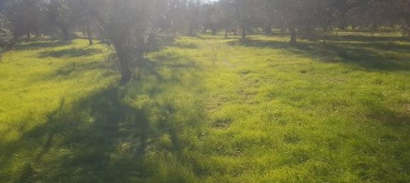 6000m² Land in Porto Cesareo, Italy No. 288884 3