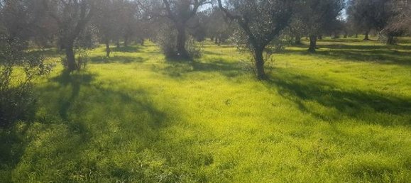 6000m² Land in Porto Cesareo, Italy No. 288884 2