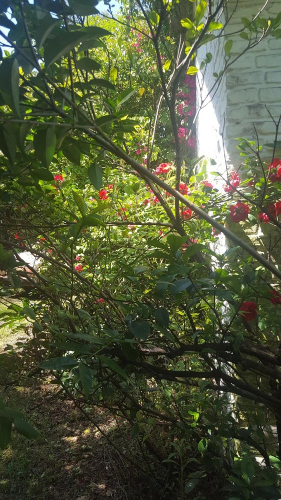 6 bedrooms House in San Isidro, Argentina No. 15628