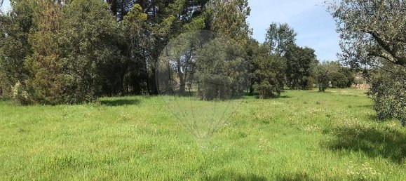  Land in Canas de Senhorim, Portugal No. 49812 4