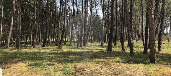  Land in Canas de Senhorim, Portugal No. 49812 8