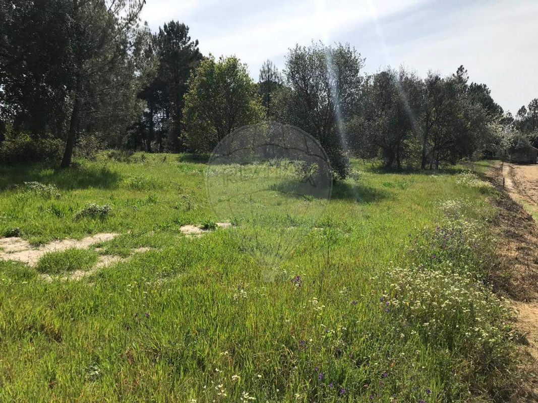  Land in Canas de Senhorim, Portugal No. 49812