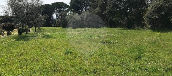  Land in Canas de Senhorim, Portugal No. 49812 2