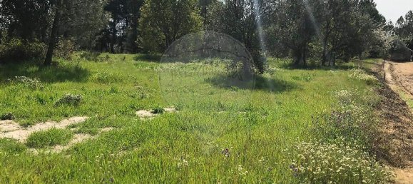  Land in Canas de Senhorim, Portugal No. 49812 10