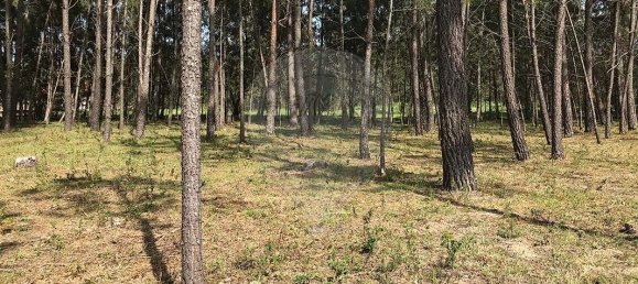  Land in Canas de Senhorim, Portugal No. 49812 9