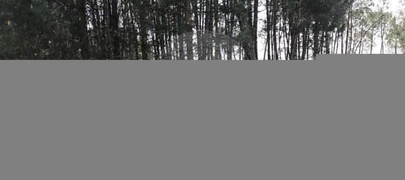  Land in Canas de Senhorim, Portugal No. 49812 5