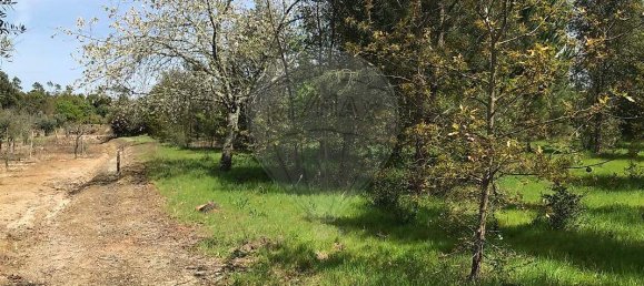  Land in Canas de Senhorim, Portugal No. 49812 7