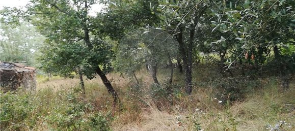 Casa de 2 dormitorios en Pousaflores, Portugal No. 20719 5