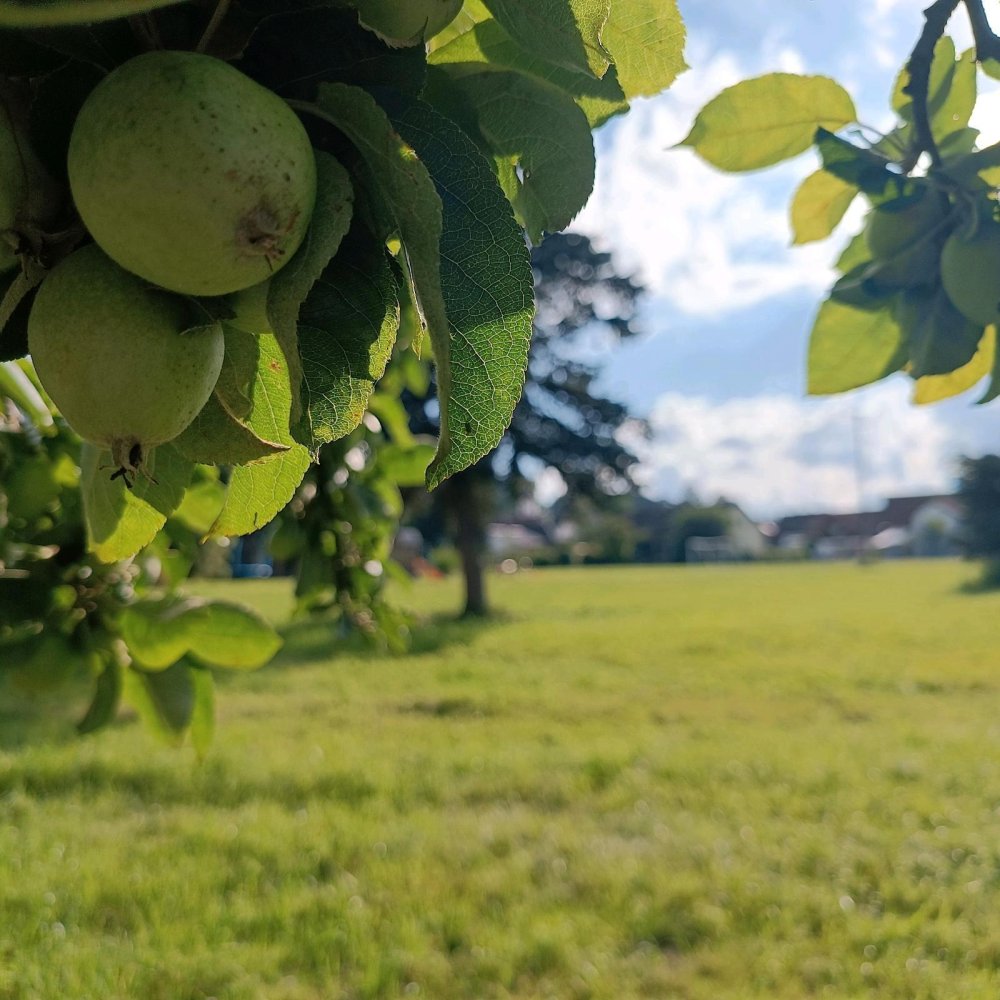 Земельный участок в Баден-Вюртемберг, Германия № 26006