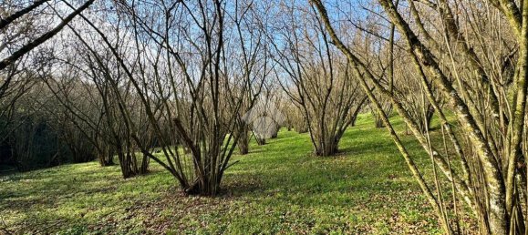 Grundstück in Caprarola, Italy 7176m², Nr. 30610 4