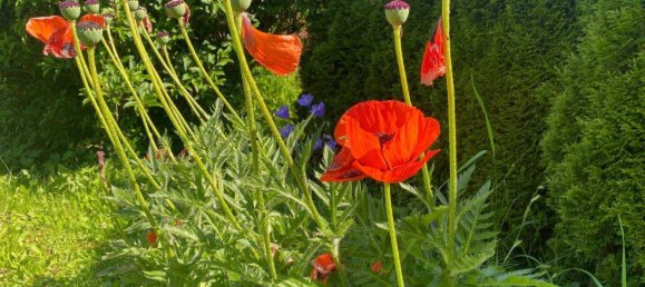 4-Zimmer Haus in Velden am Wörther See, Austria, Nr. 178954 3