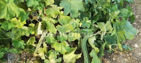 2 bedrooms House in Castellammare del Golfo, Italy No. 261821 43