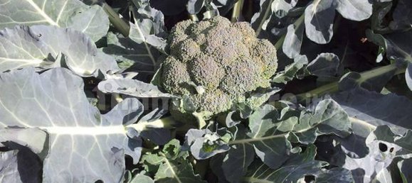 2 bedrooms House in Castellammare del Golfo, Italy No. 261821 36