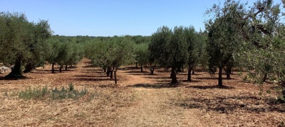 1 غرف نوم منزل في Ostuni, Italy رقم 315523 5