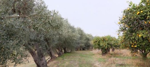 6016m² Land in Mineo, Italy No. 230286 10