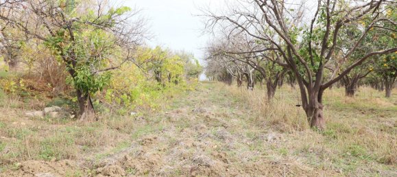 6016m² Land in Mineo, Italy No. 230286 8