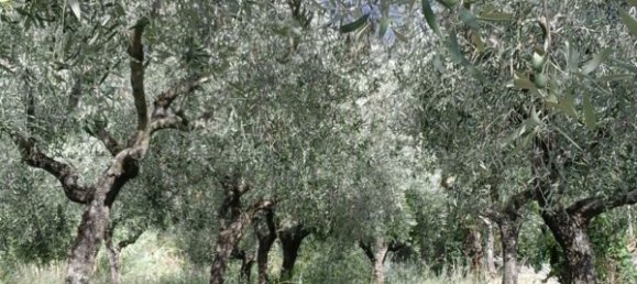 5 rooms House in Castel San Lorenzo, Italy No. 253933 13