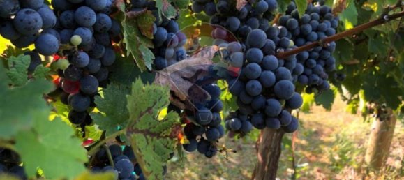 4 rooms Apartment in Cortona, Italy No. 56226 34