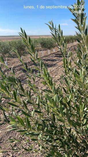 Terreno em Andalusia, Spain 77000 m² N.º 229560