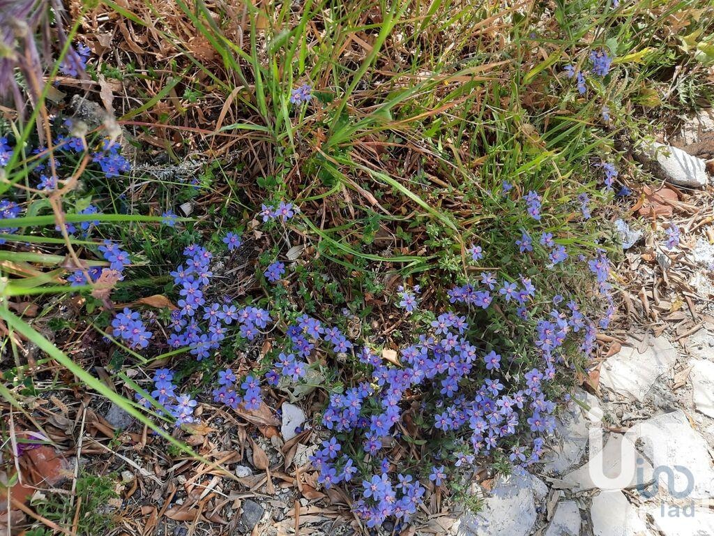  قطعة أرض في Torres Vedras, Portugal 24955متر مربع رقم 338051