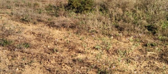  قطعة أرض في Benissa, Spain رقم 284494 7