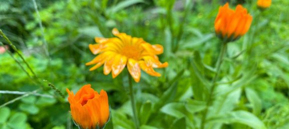 6 rooms House in Pressbaum, Austria No. 235627 5