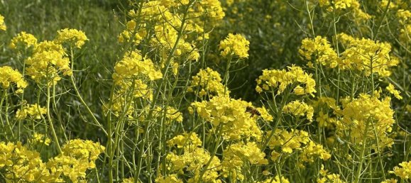 1 room Land in Traversetolo, Italy No. 5663 18