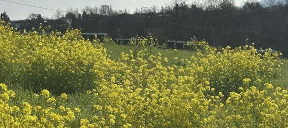 1 room Land in Traversetolo, Italy No. 5663 14