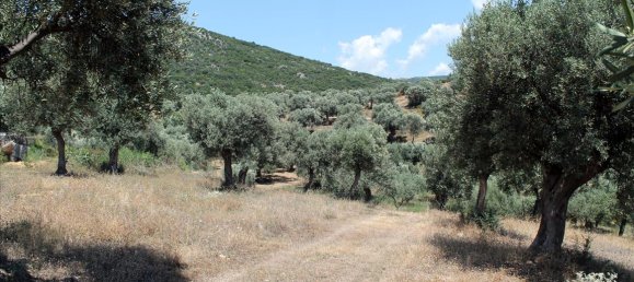 5568m² Hotel for sale in Chalkidiki, Central Macedonia, Macedonia and Thrace, Greece № 7739 10