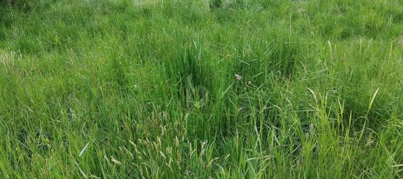  Land in Griffen, Austria No. 227372 2