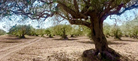 44 rooms Castles in Chiaramonte Gulfi, Italy No. 132091 39