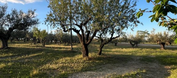 4-Zimmer Haus in Collecorvino, Italy, Nr. 303089 15