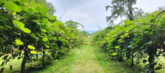 Grundstück in Ispra, Italy 4000m², Nr. 131155 10