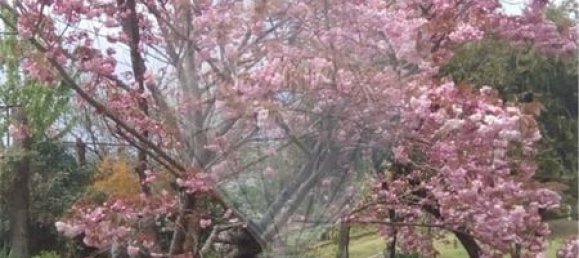 9 غرف نوم منزل في Ponte de Lima, Portugal رقم 59774 3