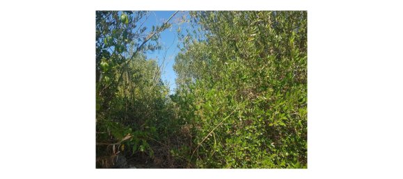 Terreno em Cascais, Portugal N.º 139556 14