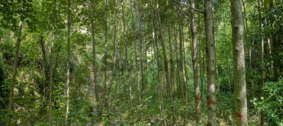  قطعة أرض في Genolhac, France رقم 106151 7