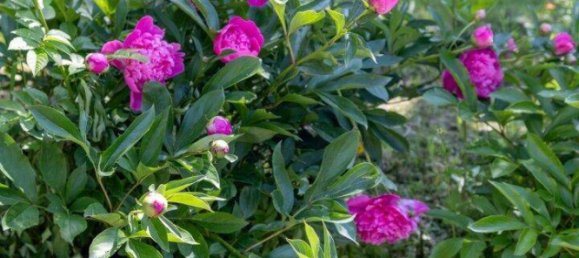 9-Zimmer Grundstück in Graz, Austria, Nr. 164862 9