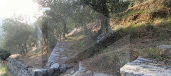 Terreno en Buti, Italy 6000 m² No. 21331 12