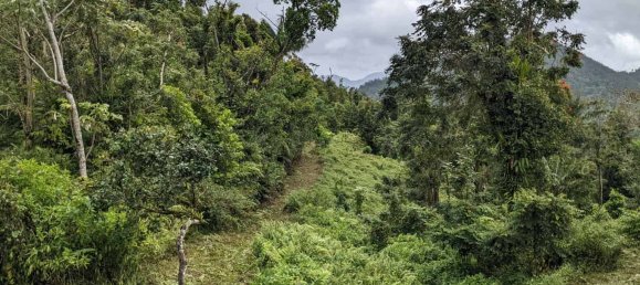 25657m² Hotel in Pont Casse, Dominica No. 30 26