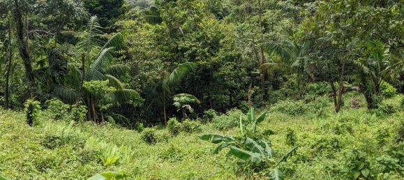 25657m² Hotel in Pont Casse, Dominica No. 30 20