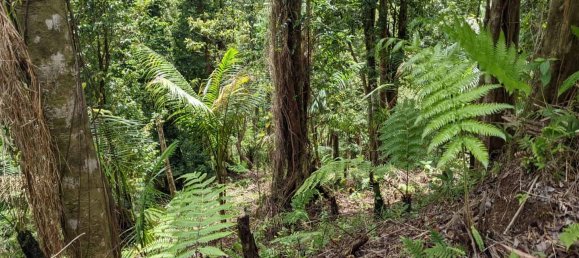 25657m² Hotel in Pont Casse, Dominica No. 30 23