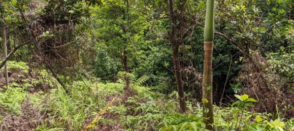 25657m² Hotel in Pont Casse, Dominica No. 30 18